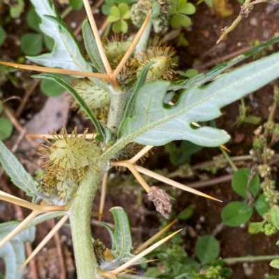 Xanthium spinosum (Bathurst Burr) at Red Hill Nature Reserve - 13 Apr 2020 by LisaH