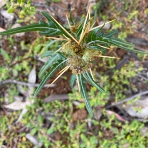 Xanthium spinosum at Hughes, ACT - 13 Apr 2020