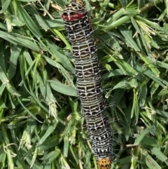 Phalaenoides glycinae (Grapevine Moth) at Hughes Grassy Woodland - 13 Apr 2020 by LisaH