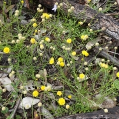 Calotis lappulacea (Yellow Burr Daisy) at Red Hill Nature Reserve - 14 Apr 2020 by JackyF