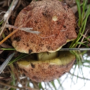 zz bolete at Deakin, ACT - 14 Apr 2020 01:48 PM