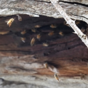 Apis mellifera at Deakin, ACT - 14 Apr 2020