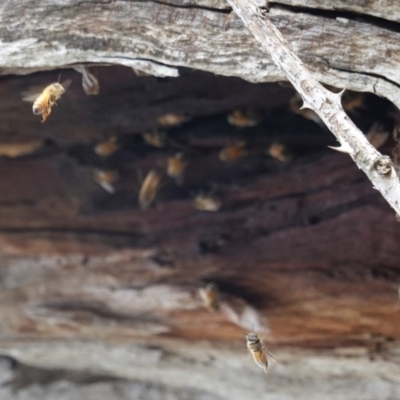Apis mellifera (European honey bee) at Deakin, ACT - 14 Apr 2020 by JackyF