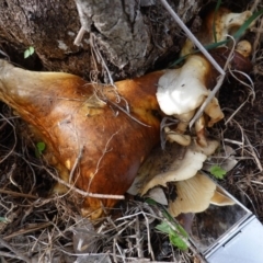 Unidentified Fungus at Red Hill Nature Reserve - 14 Apr 2020 by JackyF