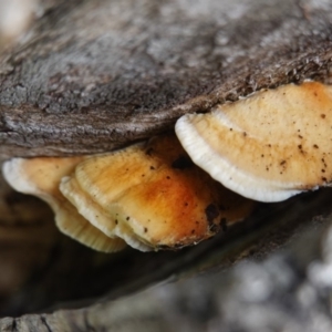 Truncospora ochroleuca at Deakin, ACT - 18 Apr 2020