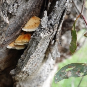 Truncospora ochroleuca at Deakin, ACT - 18 Apr 2020