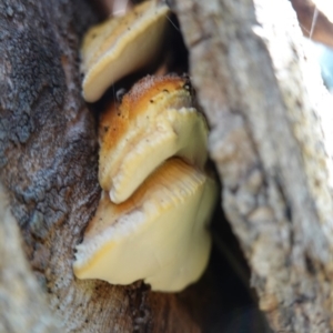 Truncospora ochroleuca at Deakin, ACT - 18 Apr 2020