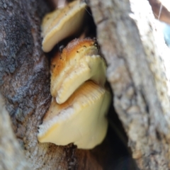 Truncospora ochroleuca at Deakin, ACT - 18 Apr 2020