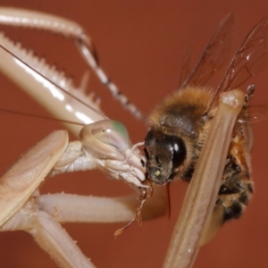 Tenodera australasiae at Evatt, ACT - 25 Jan 2015 05:08 PM