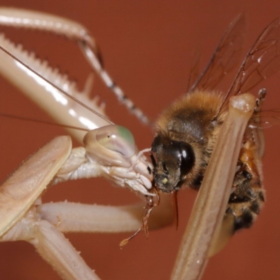 Tenodera australasiae (Purple-winged mantid) at Evatt, ACT - 25 Jan 2015 by TimL