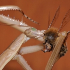 Tenodera australasiae at Evatt, ACT - 25 Jan 2015 05:08 PM