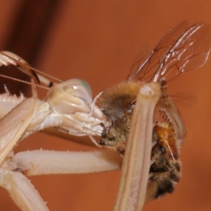 Tenodera australasiae at Evatt, ACT - 25 Jan 2015