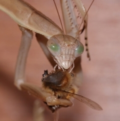 Tenodera australasiae at Evatt, ACT - 25 Jan 2015 05:08 PM