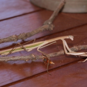 Tenodera australasiae at Evatt, ACT - 25 Jan 2015 05:08 PM