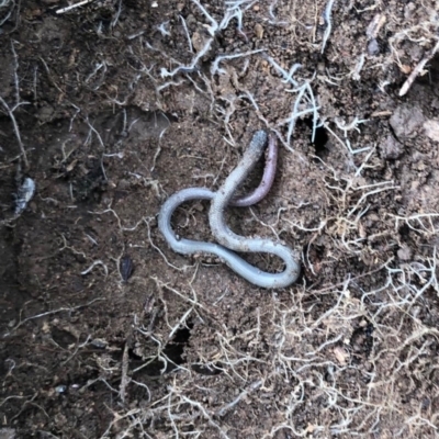 Aprasia parapulchella (Pink-tailed Worm-lizard) at Molonglo River Reserve - 13 Apr 2020 by jimoverall