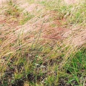 Tripogonella loliiformis at Hackett, ACT - 14 Apr 2020