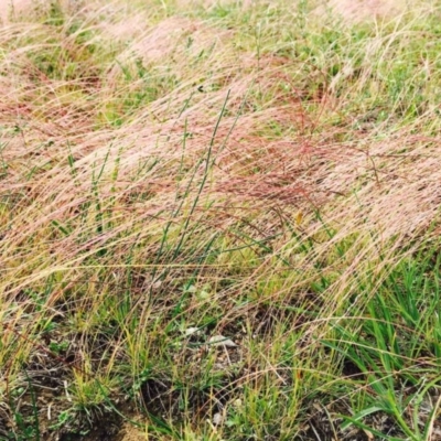 Tripogonella loliiformis (Five Minute Grass, Rye Beetle-Grass) at Black Mountain - 14 Apr 2020 by RWPurdie