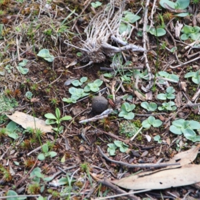 Pterostylidinae (greenhood alliance) (A Greenhood) at Hackett, ACT - 6 Apr 2020 by petersan