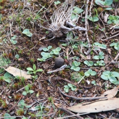 Pterostylidinae (greenhood alliance) (A Greenhood) at Mount Majura - 5 Apr 2020 by petersan