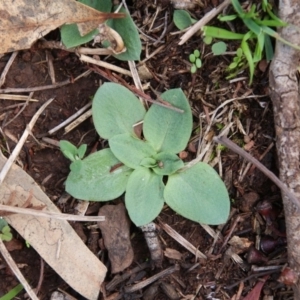 Pterostylidinae (greenhood alliance) at Hackett, ACT - suppressed