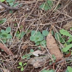 Pterostylidinae (greenhood alliance) (A Greenhood) at Mount Majura - 8 Apr 2020 by petersan