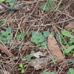 Pterostylidinae (greenhood alliance) (A Greenhood) at Hackett, ACT - 9 Apr 2020 by petersan