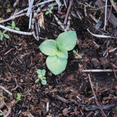 Diplodium sp. (A Greenhood) at Mount Majura - 6 Apr 2020 by petersan