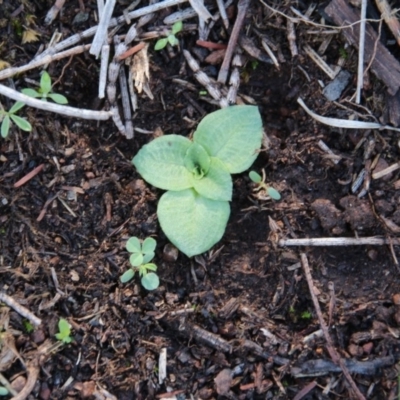 Diplodium sp. (A Greenhood) at Hackett, ACT - 6 Apr 2020 by petersan