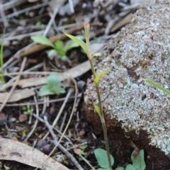 Diplodium sp. at Hackett, ACT - suppressed