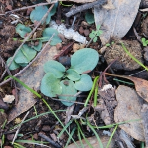 Pterostylidinae (greenhood alliance) at Hackett, ACT - 6 Apr 2020