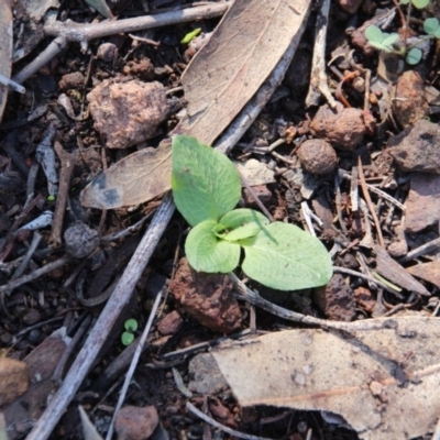 Pterostylidinae (greenhood alliance) (A Greenhood) at Mount Majura - 6 Apr 2020 by petersan