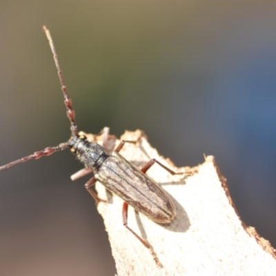 Pachydissus sp. (genus) (Longhorn or longicorn beetle) at QPRC LGA - 21 Jan 2020 by natureguy