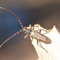 Pachydissus sp. (genus) at Wamboin, NSW - 21 Jan 2020