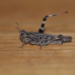 Austroicetes pusilla (Grasshopper, Locust) at Wamboin, NSW - 22 Jan 2020 by natureguy