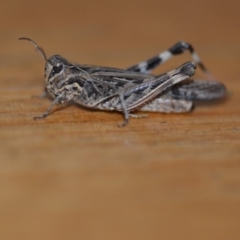 Austroicetes pusilla at Wamboin, NSW - 22 Jan 2020