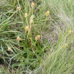 Plantago hispida (Hairy Plantain) at Mount Clear, ACT - 9 Apr 2020 by MichaelMulvaney