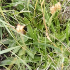 Plantago hispida at Mount Clear, ACT - 9 Apr 2020