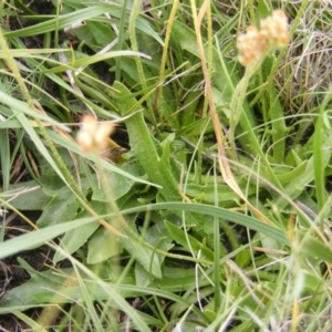 Plantago hispida at Mount Clear, ACT - 9 Apr 2020 01:13 PM