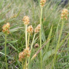 Plantago hispida at Mount Clear, ACT - 9 Apr 2020 01:13 PM