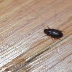 Harpalinae (subfamily) (Harpalinae sp. (subfamily)) at Wamboin, NSW - 21 Mar 2020 by natureguy