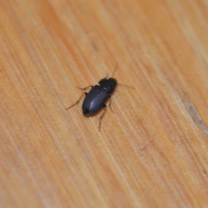 Harpalinae (subfamily) at Wamboin, NSW - 21 Mar 2020