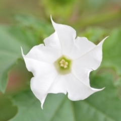 Datura stramonium (Common Thornapple) at Wamboin, NSW - 26 Mar 2020 by natureguy