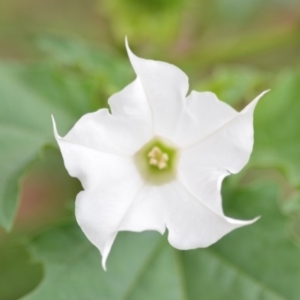 Datura stramonium at Wamboin, NSW - 26 Mar 2020