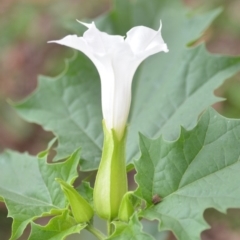 Datura stramonium at Wamboin, NSW - 26 Mar 2020