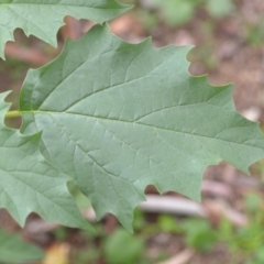 Datura stramonium at Wamboin, NSW - 26 Mar 2020