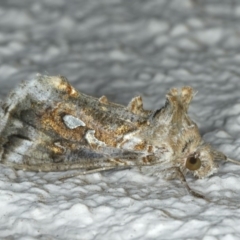 Chrysodeixis argentifera at Ainslie, ACT - 14 Apr 2020