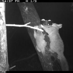 Trichosurus vulpecula (Common Brushtail Possum) at Berringer Lake, NSW - 6 Apr 2020 by simon.slater