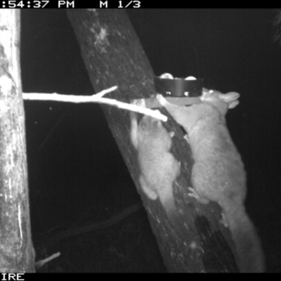 Trichosurus vulpecula (Common Brushtail Possum) at Berringer Lake, NSW - 7 Apr 2020 by simon.slater