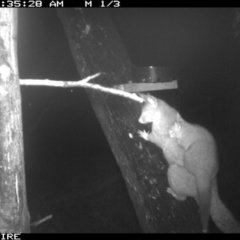 Trichosurus vulpecula at Berringer Lake, NSW - 7 Apr 2020