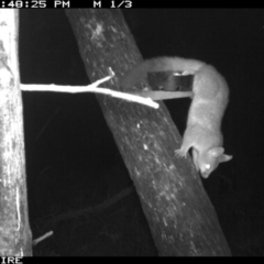 Trichosurus vulpecula at Berringer Lake, NSW - 7 Apr 2020